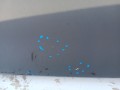 37dc591ca8edb074a5e8dd3de20b0795