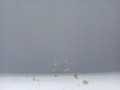 1a5c5dedf9762cc318a6e99677982272